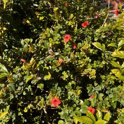 Butterfly 🦋 Garden Live Vine Plant Coral Creeper