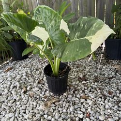 Variegated Elephant  Ear / Alocasia Macrorrhiza Variegated 