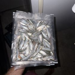 Frozen Pilchard 