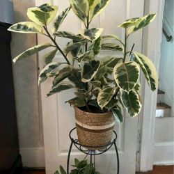 Beautiful Variety Rubber Plant 