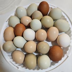 Organic Eggs for Sale 