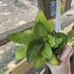 Sansevieria plant 1