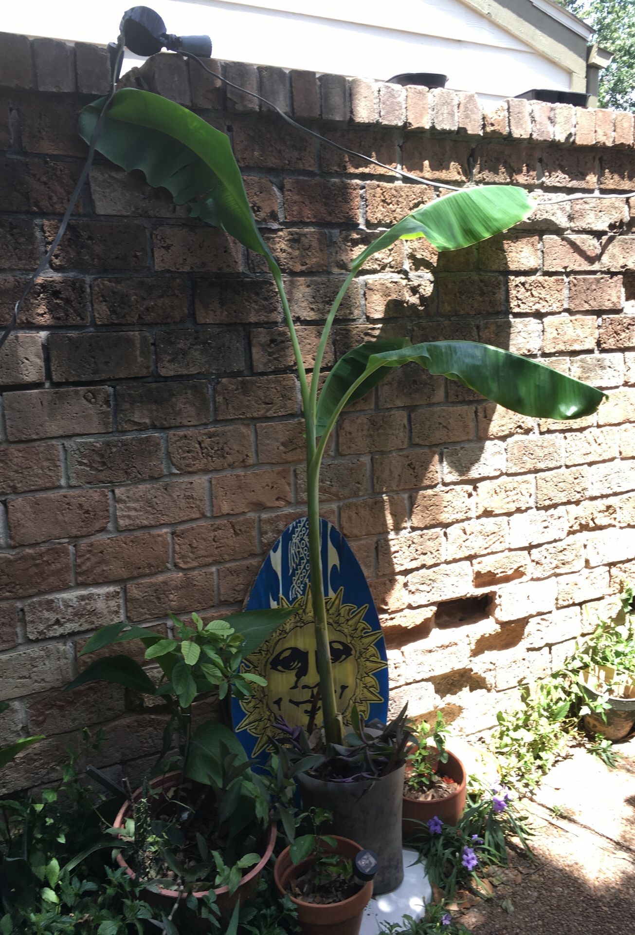 Baby Banana Trees - 1 to 4 Feet