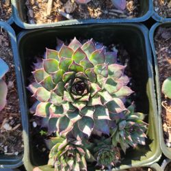 Sempervivum Succulent 
