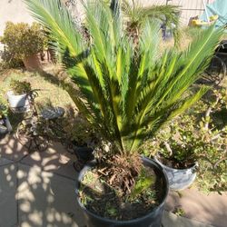 Palm Tree