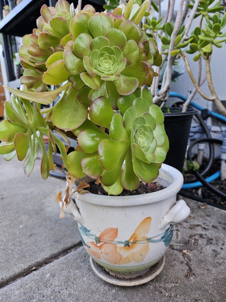 Succulent plant in ceramic pot