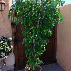 Artificial Tree! Nice 7 FT. Tall! Silk / Faux / Fake Tree Plant Home Decor!