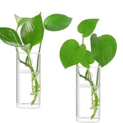 Wall Hanging Glass Propagation Plant Terrarium Container for Hydroponic Plants 2 PCS (glass only)