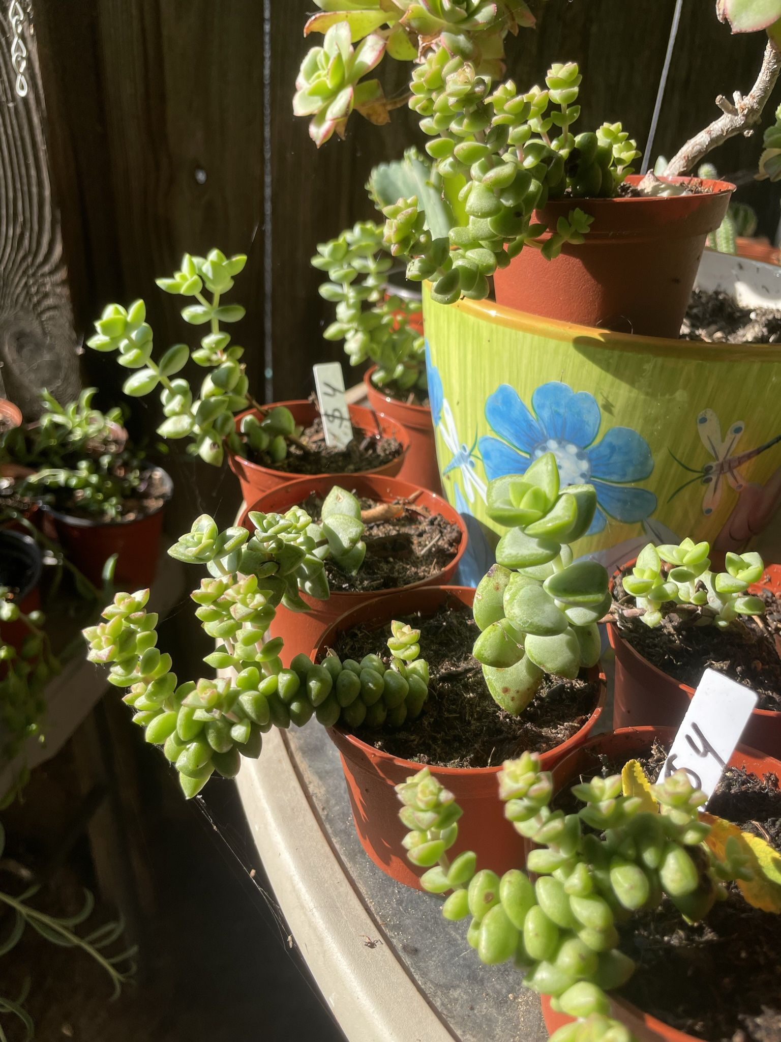 Succulent’s Plants 🌵🪴