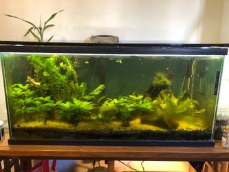 Fish Tank with Everything!!!