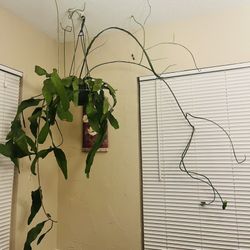 Orchid Cactus- Queen Of The Night And Hookerii