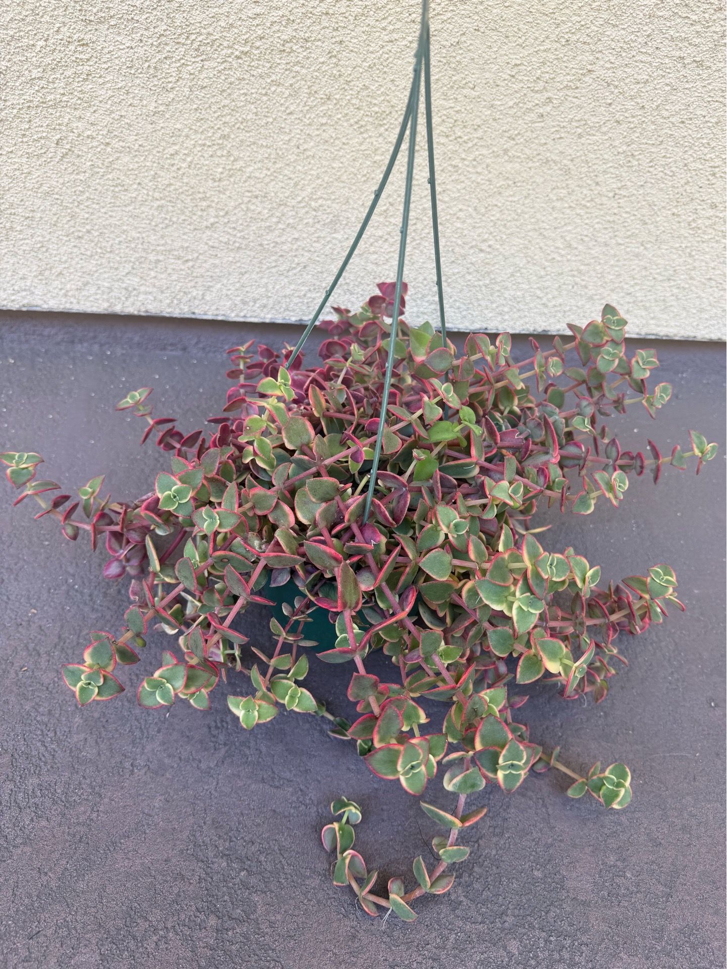 Calico kitten plant