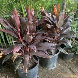 Cordyline Florica