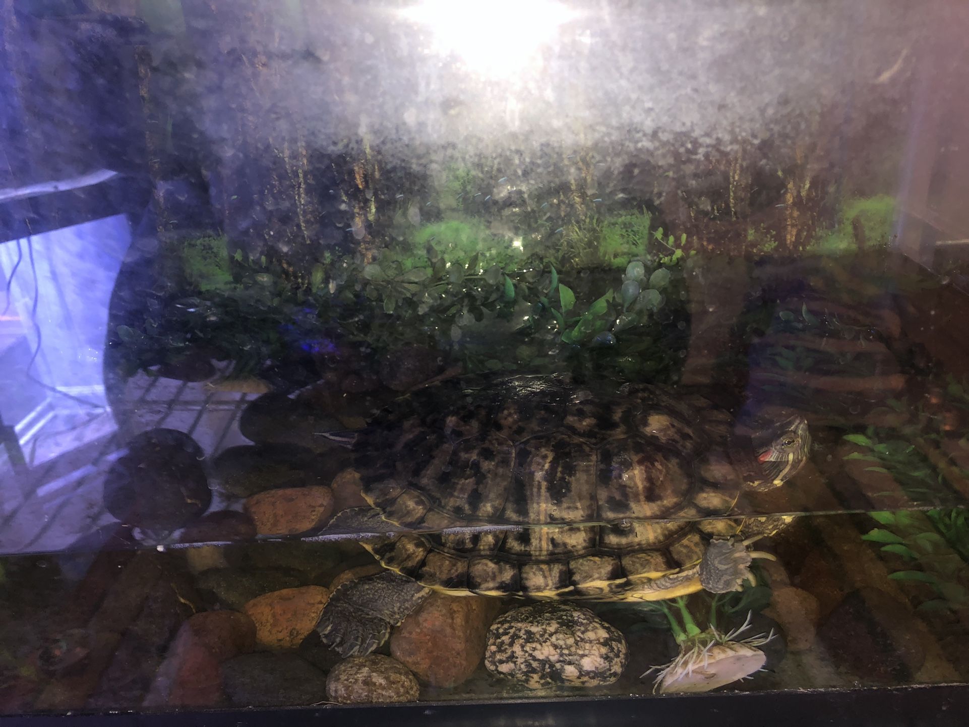 Red Eared Slider Turtle Enclosure