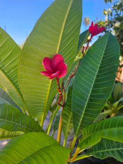 New Plumerias
