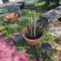 Plants zavila big plant and small