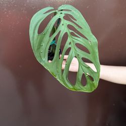 4” monstera esqueleto