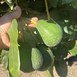 Avocados 