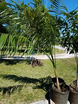 ROYAL PALMS 7 foot tall PALMTREES in pots