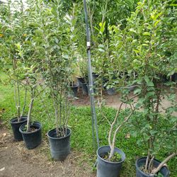Apple Tree