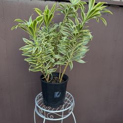 Big Dracaena Song Of India W/4 Plants In The Pot In 8” Pot 