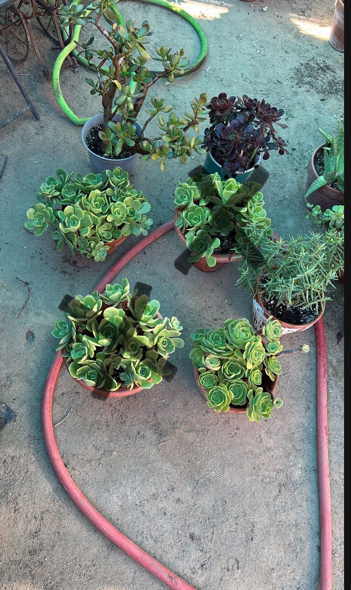 SUCCULENT SALE