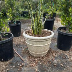 Mother-In-Law, Tongue, Snake Plants