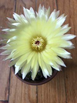 Noto cactus 🌵