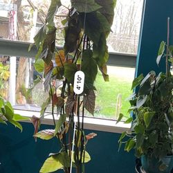 Beautiful Almost 5 Ft begonia Healthy Potted Plant Flowering 