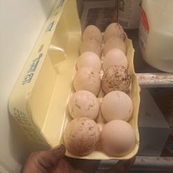 Chicken/duck