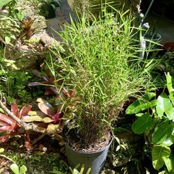 15-24” Bamboo Grass