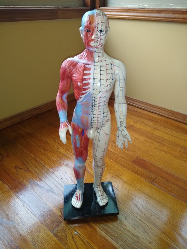 Anatomical Doll Meridians, acupuncture, chinese medicine for Sale in