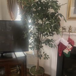 Beautiful Tree