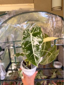 Alocasia Frydek Variegated Plant - 4inch
