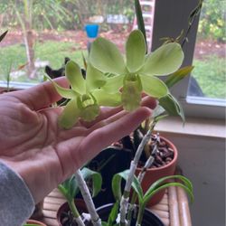 Blooming Green Dendrobium