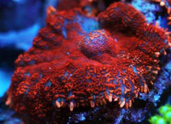 Superman Mushroom Coral