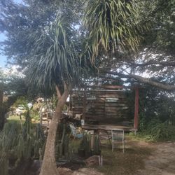 14' Ponytail Palm Tree W. 3 HEADS $750, 2 Ft Base