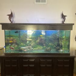 100 Gallon Aquarium Setup - Complete System w/ Stand, Fish & Equipment