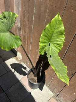 Dark Stem Alocasia Plant 
