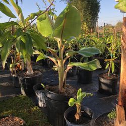 Dwarf Nam Wah Banana