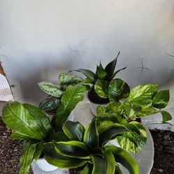 Plants 4" Pot $3 Each