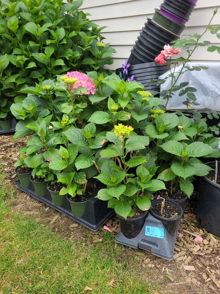 Hydrangeas