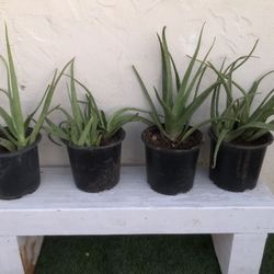 Aloe Vera Plant 10$, $20, etc