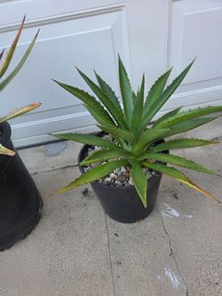 Agave