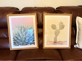 Cactus pictures