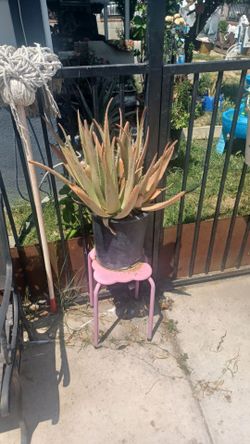 2 Aloe Vera plants $20 each