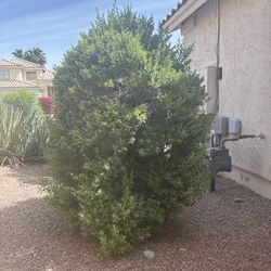 FREE Mature Texas Sage Bushes + Yucca Plants – You Dig Up & Keep (Tempe)