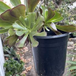 Beautiful succulents Aeonium 