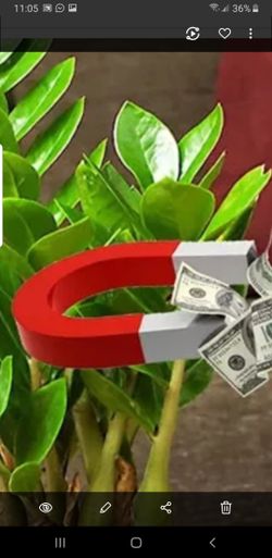 Zamioculcas Zamiifolia (ZZ Plant)