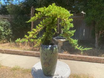 Bonsai Japanese garden Juniper Miyagi style $165 in a beautiful pot Bonsai Japanese garden Juniper Miyagi style $165 in a beautiful